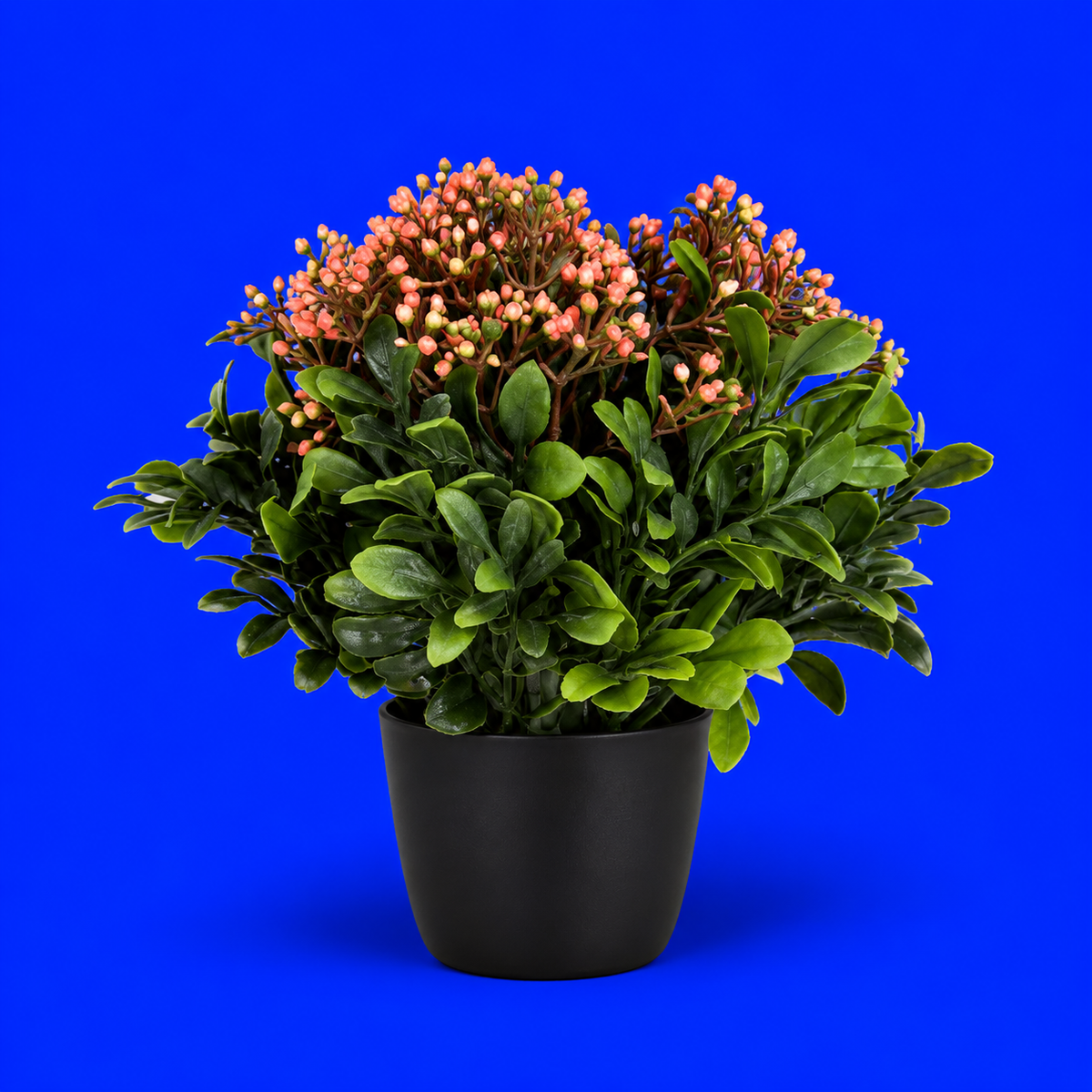 Planta complementaria para macetera